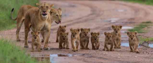 Lions in Tanzania, African country