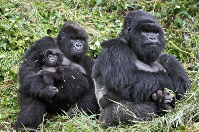 Rwanda gorilla trekking