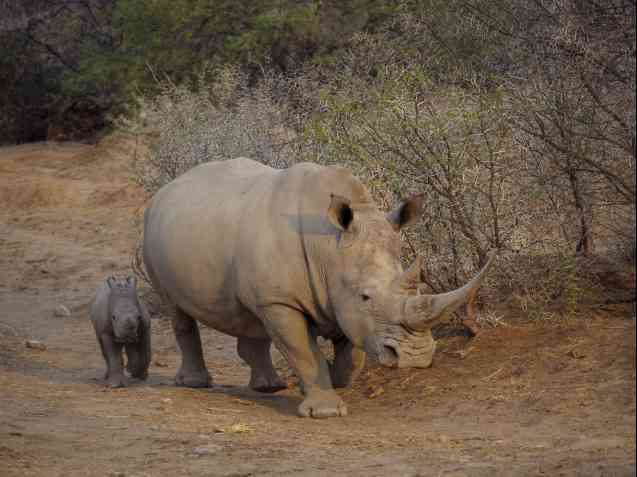 Sanbona safari rhinos