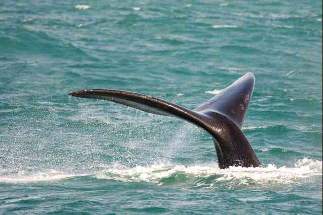 Whale watching, South Africa safari