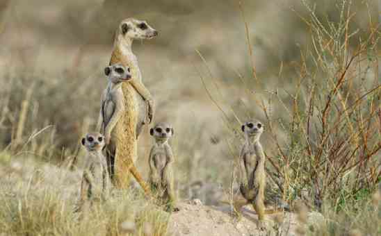 Kalahari Desert vs Okavango Delta: Which is Best for your Botswana Safari?