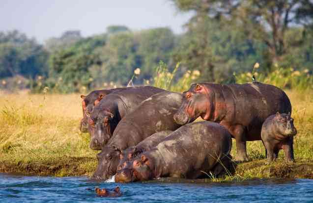 Okavango Delta hippos