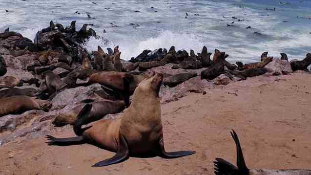 Skeleton Coast seals, Namibia
