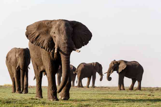 Botswana safari adventure, Chobe elephants