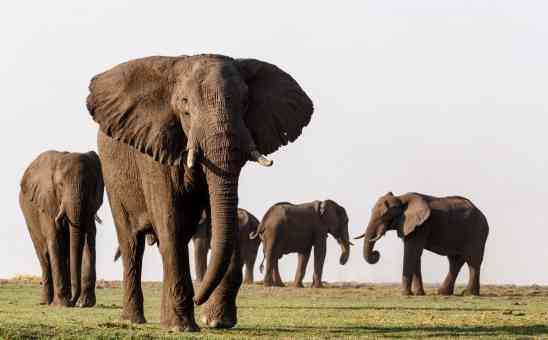 5 of the Best Places to Visit on your Botswana Safari Adventure