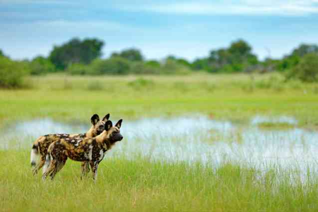 African painted wolves, Botswana safari