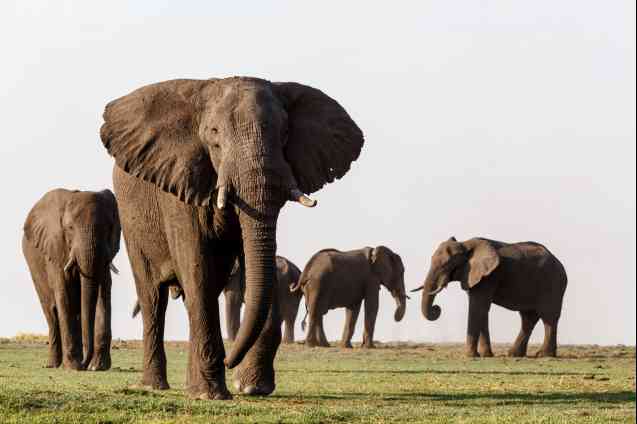 Elephants on safari, Chobe