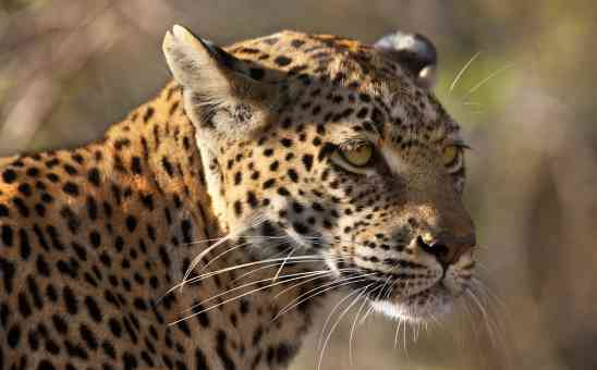 The Fascinating African Culture of Botswana, its People and Totems