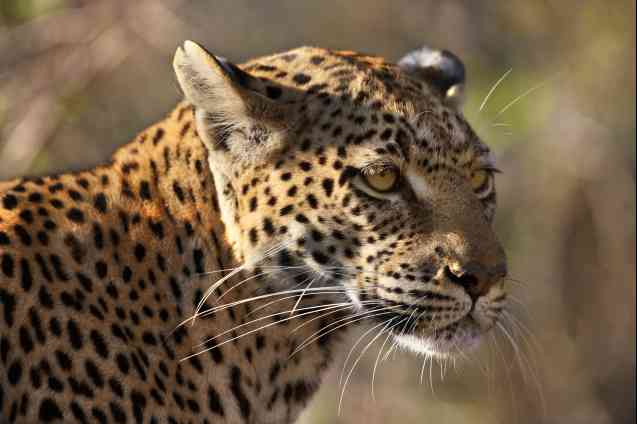 Savuti leopard Botswana