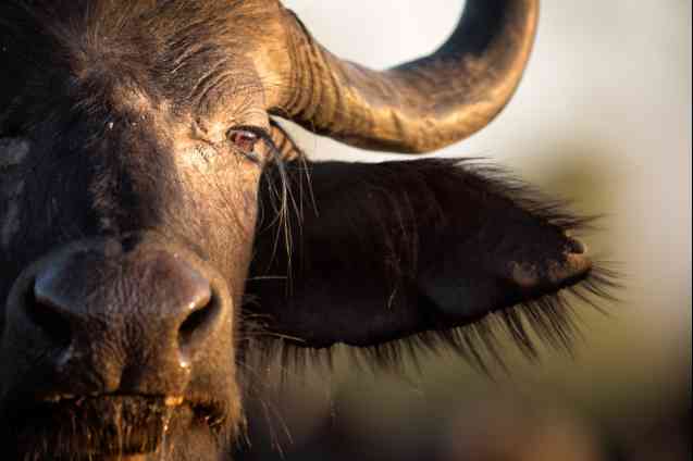 Buffalo, Botswana culture