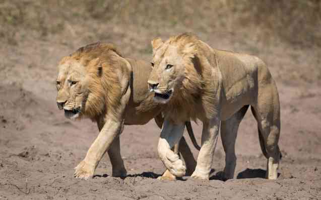 Botswana safari lions in Chobe