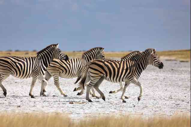 Kalahari Desert safaris