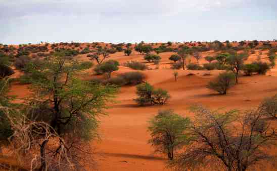 7 Fun Kalahari Desert Facts - From Kalahari San & Geology to Biodiversity
