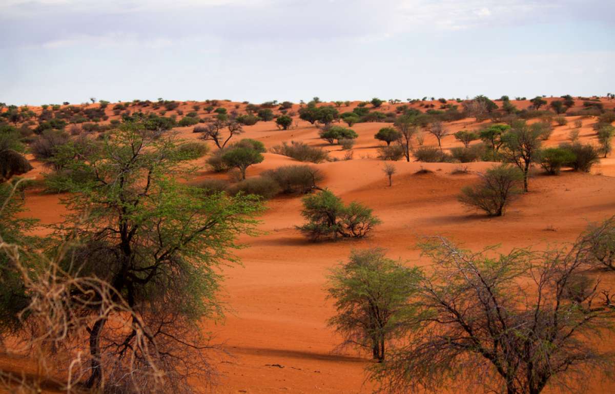 Kalahari Desert Facts Kalahari Safaris Kalahari San Kalahari Desert Facts Kalahari Safaris Kalahari San