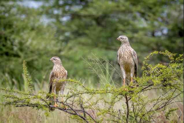 Pale chanting goshawks in Kalahari, Botswana