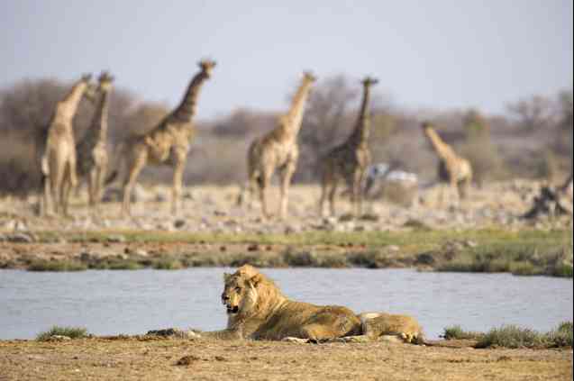 Etosha safari wildlife