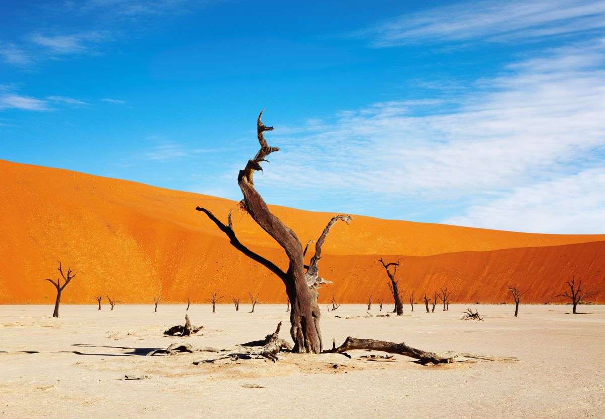 Namib Desert Trees