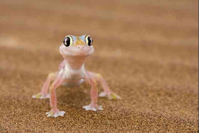 Namib web-footed gecko, Namibia