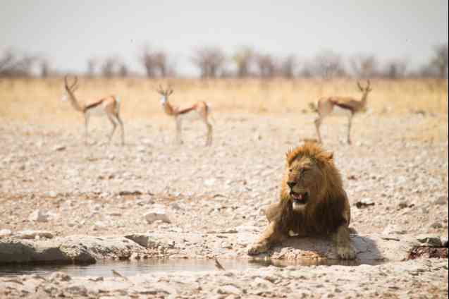 Etosha overland tour, lion