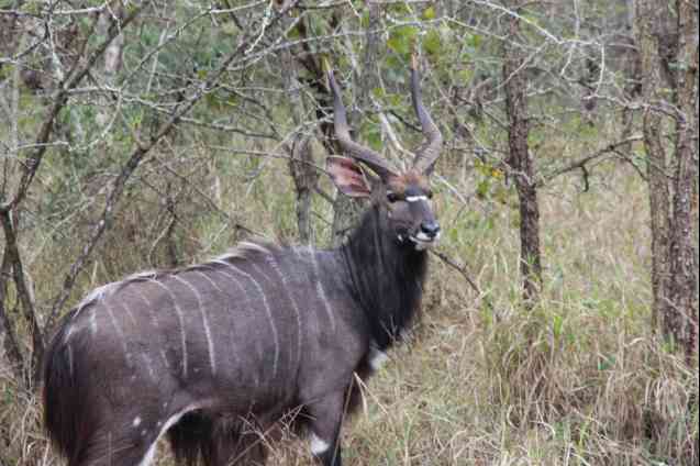 Eswatini safari cost - nyala