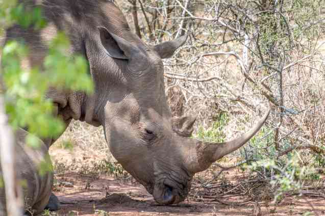 Rhino camp, Hlane Royal National Park