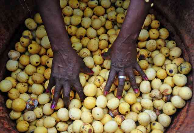 Eswatini Festivals Marula Fruit