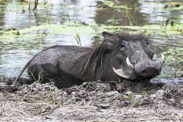 African mud bath, warthog