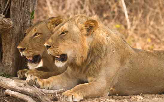6 Reasons to Enjoy a Zambia Safari in South Luangwa National Park