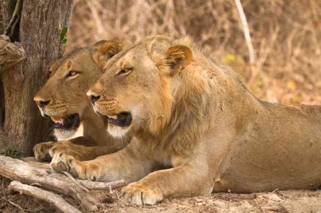 South Luangwa lions