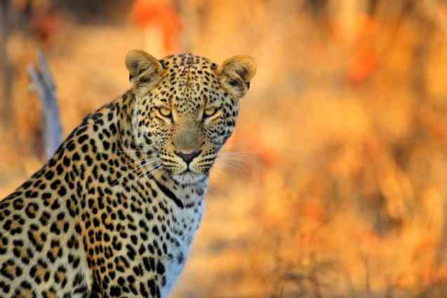 Best time to vsit Zimbabwe, safari leopard