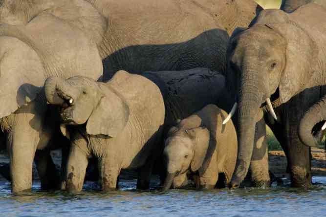Elephants in Hwange National Park