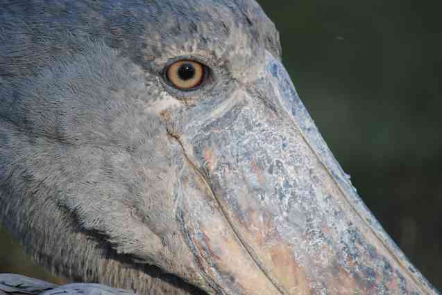 Bangwelu shoebill close-up