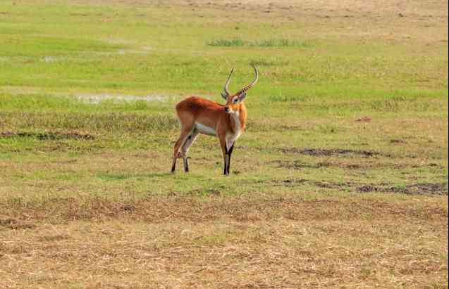 Kafue National Park, red lechwe