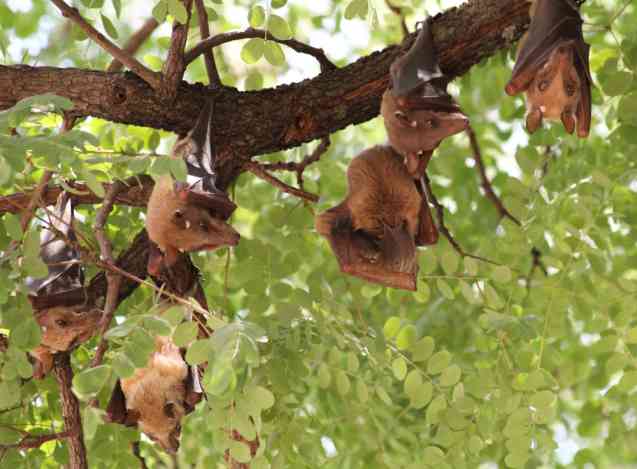 Kasanka National park, fruit bats