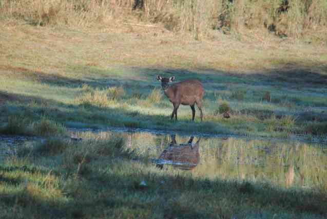 Kasanka sitatunga ewe