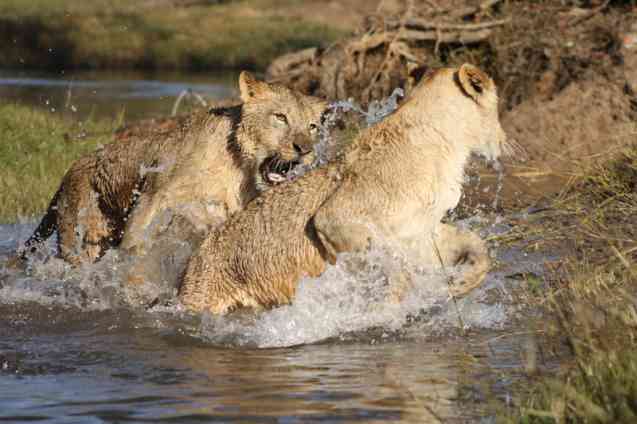 North Luangwa lion safari in Zambia