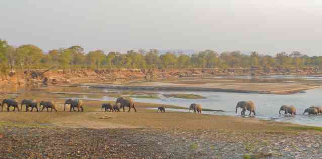 South Luangwa elephant, Zambia