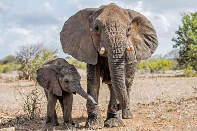 Kruger elephants, African safari