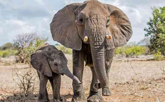 African Safari Wildlife Park in Ohio vs the 3 Best National Parks in Africa