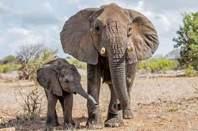 Kruger elephants, African safari