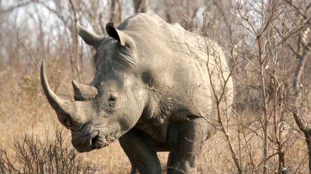 Kruger African safari wildlife - rhino