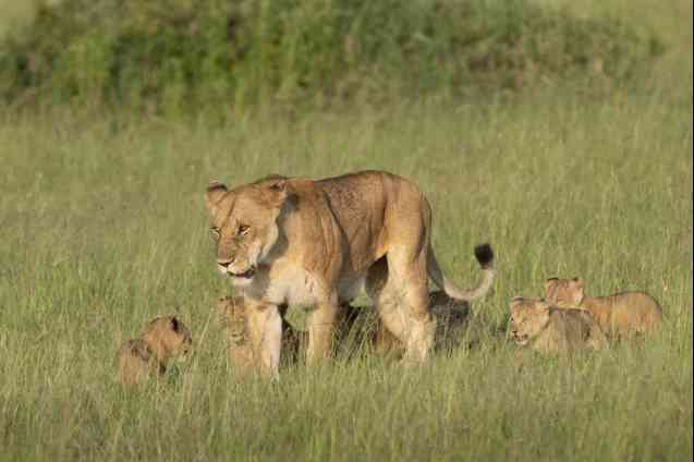 Serengeti safari lions, Tanzania
