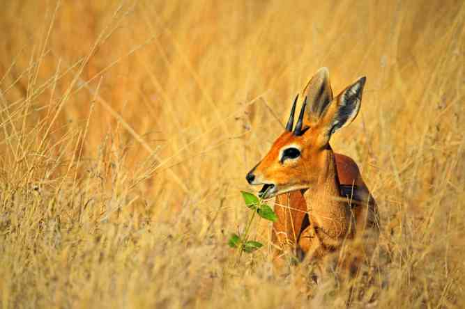 Zimbabwe safari cost, antelope in Hwange