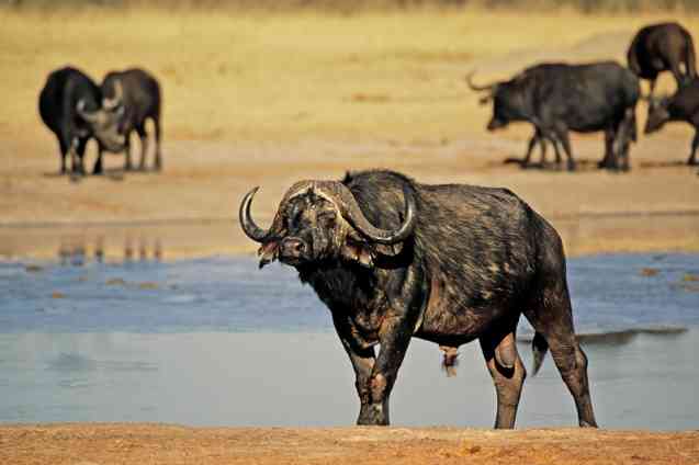 Buffalo, big 5 Hwange safari
