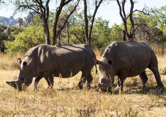 Matobo hills rhino tracking