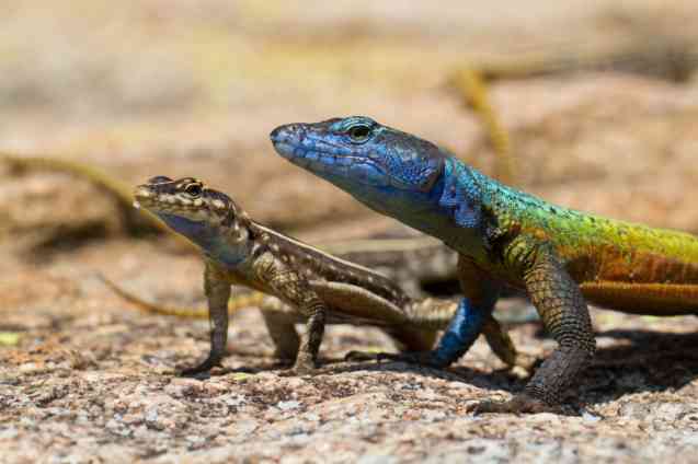 Rainbow lizards, Matobo hills