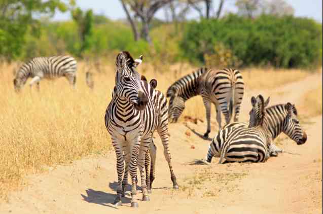 Zimbabwe safari zebras