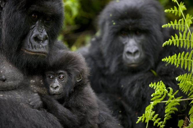 Gorilla trekking Rwanda