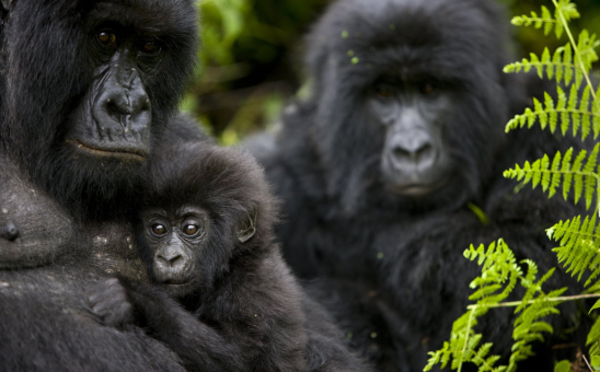 When is the Best Time for Rwanda Gorilla Trekking Tours in Africa?