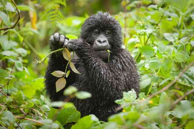 Rwanda gorilla baby